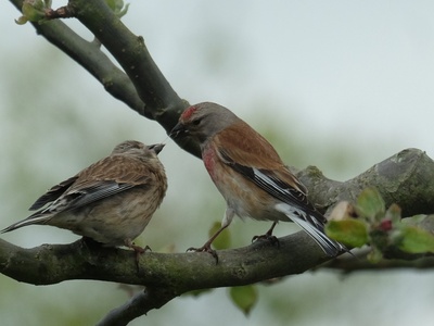 Eurasian Linnet