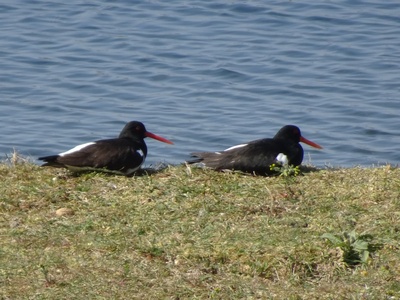 Eurasian Oystercatcher