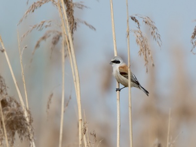 Eurasian Penduline Tit