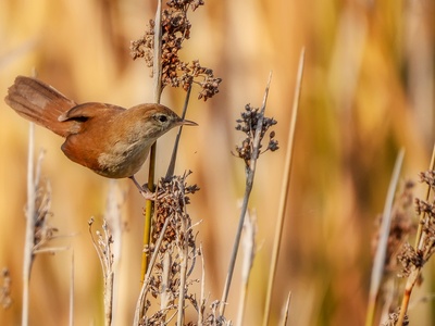 Eurasian Reed Warbler