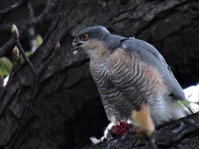 Eurasian Sparrowhawk