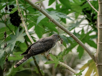 Eurasian Sparrowhawk