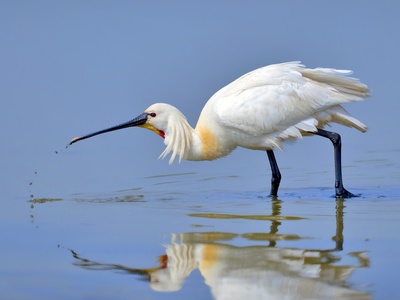 Eurasian Spoonbill