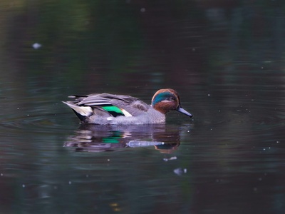 Eurasian Teal