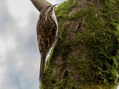 Eurasian Treecreeper