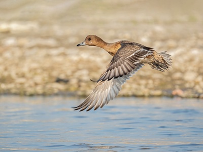 Eurasian Wigeon