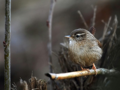 Eurasian Wren