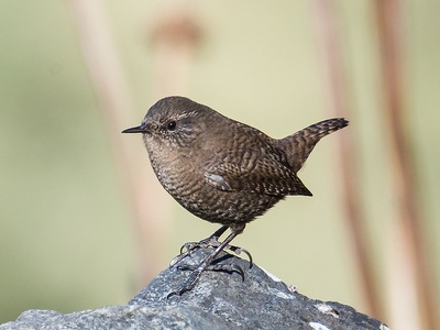 Eurasian Wren
