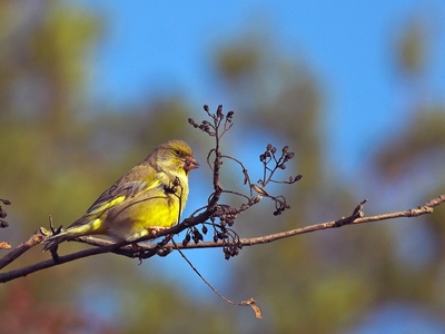 European Greenfinch