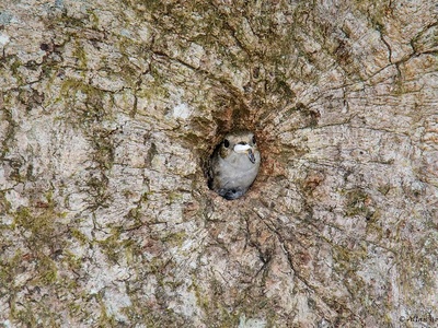 European Pied Flycatcher