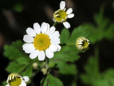 Feverfew