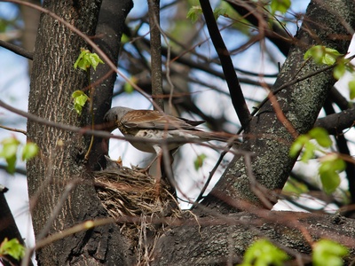 Fieldfare