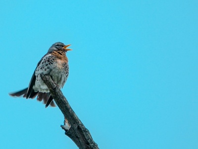 Fieldfare