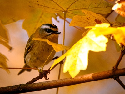 Firecrest