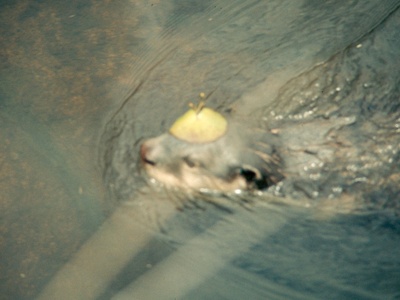 Fish swimming in water