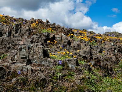 Flores volcanic complex