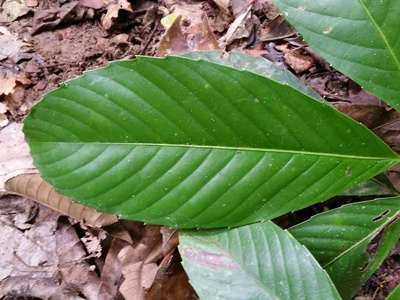 Forests (timber/dipterocarp)