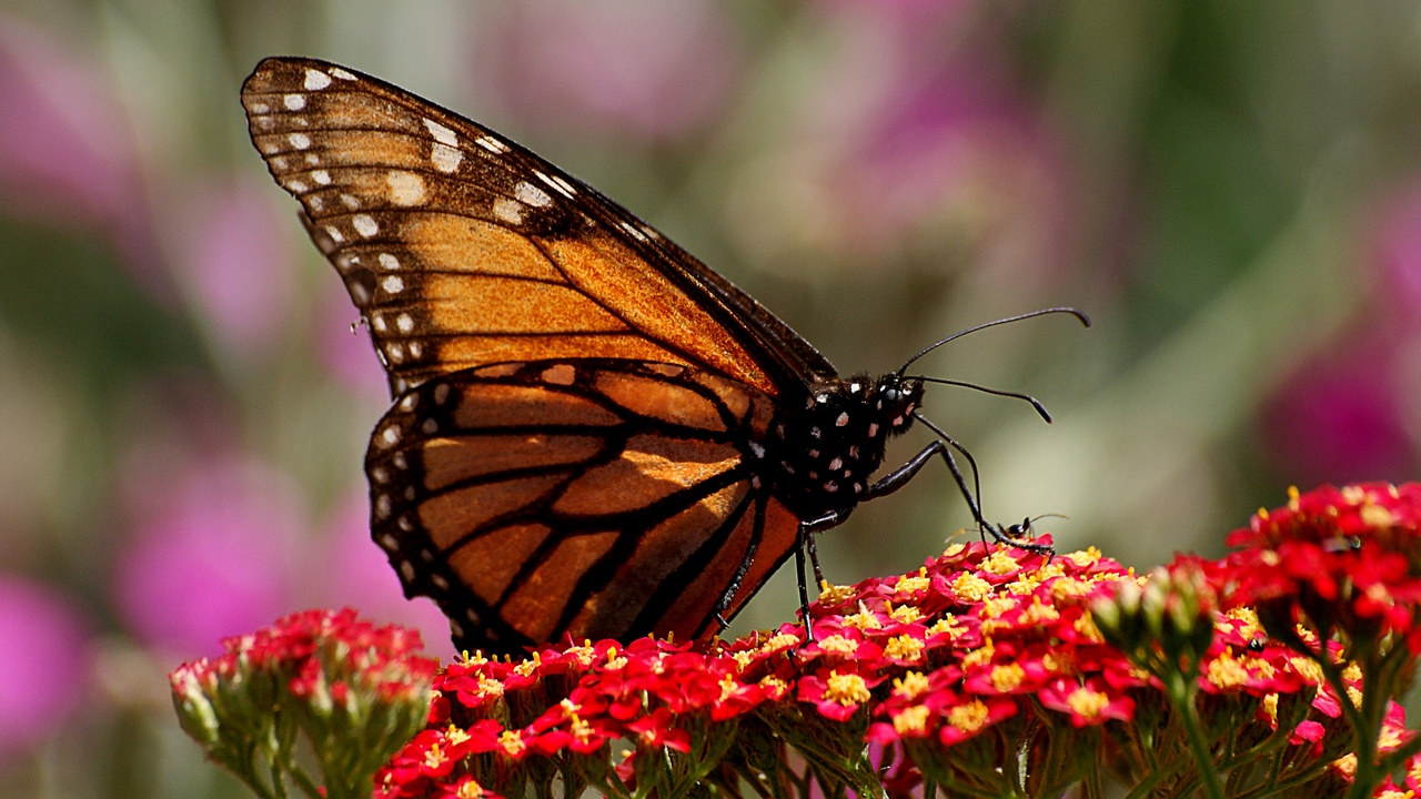 Muscle attachment and movement mechanics in exoskeletons and endoskeletons