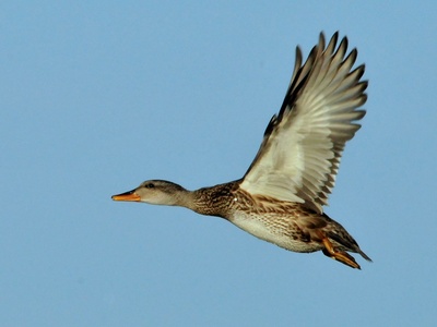 Gadwall