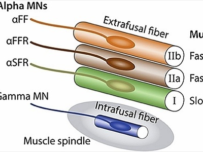 Gamma motor neuron