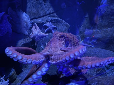 Giant Pacific Octopus
