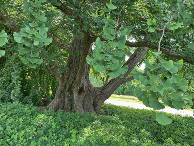 Ginkgo