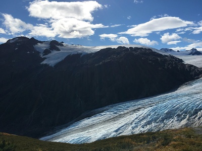 Glacier Sallfly