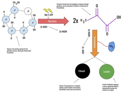 Glucose Fermentation