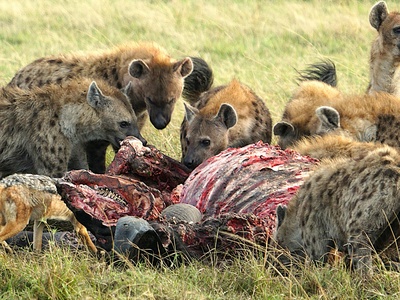 Grassland Savanna Chain