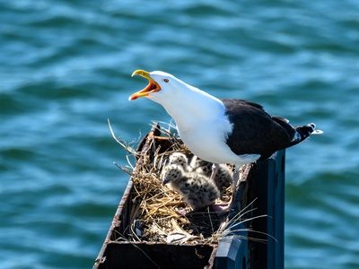 Great Black-backed Gull