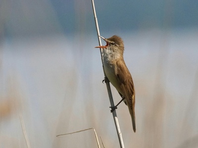 Great Reed Warbler