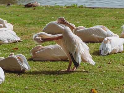 Great White Pelican