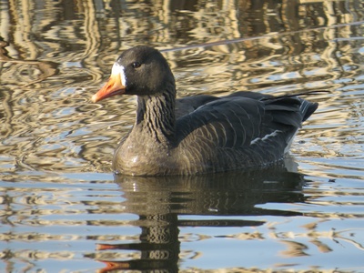 Greater White-fronted Goose