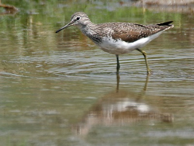 Green Sandpiper