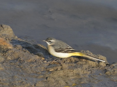 Grey Wagtail