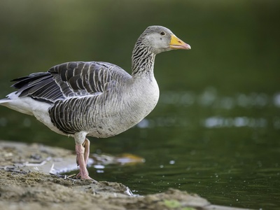 Greylag Goose