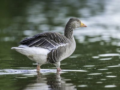 Greylag Goose