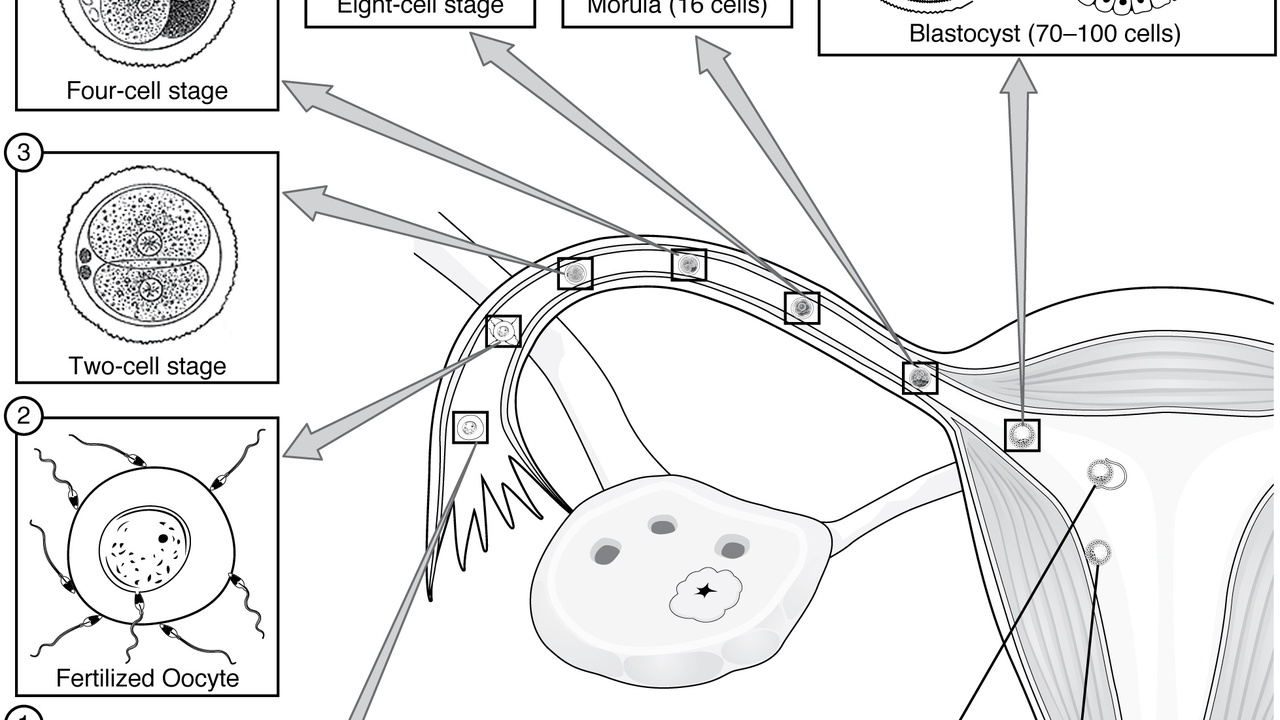 Illustration of early embryo development under microscope