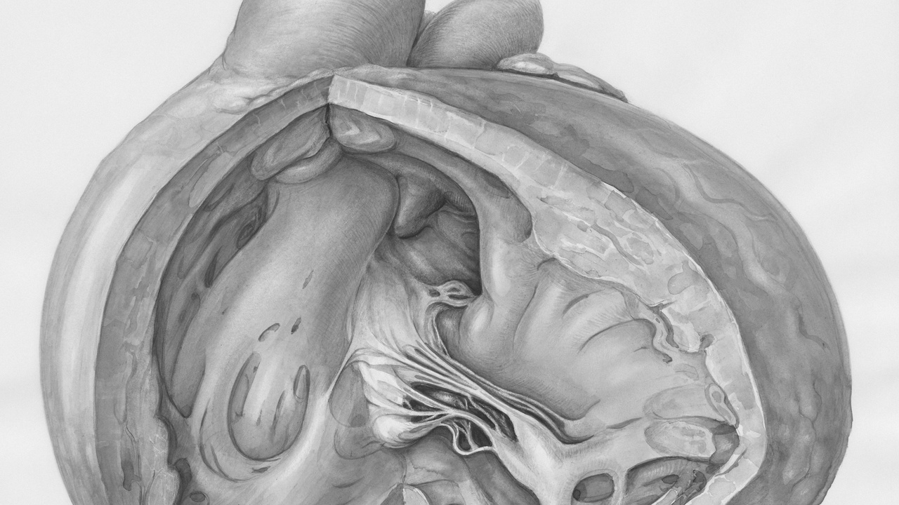 Fetal development timeline ultrasound image at second trimester