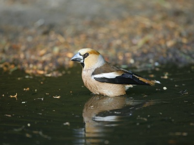 Hawfinch