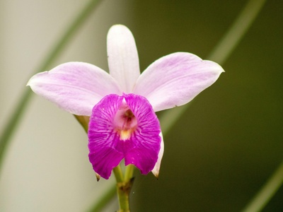 Hebridean Marsh Orchid