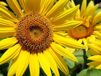High-Oleic Sunflower Oil