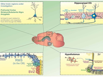 Hippocampal granule cell