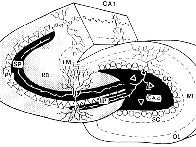 Hippocampal mossy cell