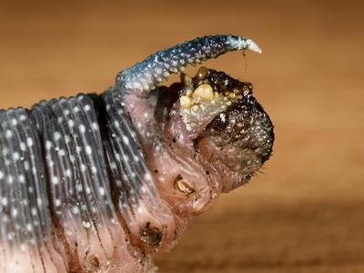 Hokie Twisted-Claw Millipede