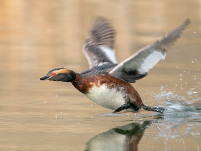 Horned Grebe