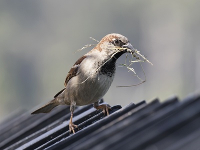 House Sparrow