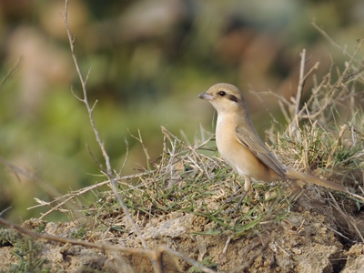 Isabelline Shrike