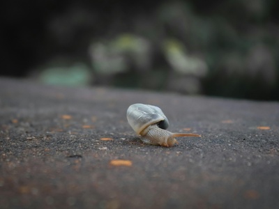 Ivory False Snail
