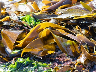 Kelp Forest Chain